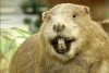 The_Mad_Beaver