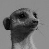 Black-Meerkat
