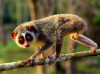 Ongongololo