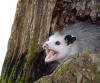 ThePossum