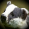 IsolatedBadger