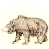 Bearskin