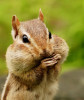 ChipmunkWarrior